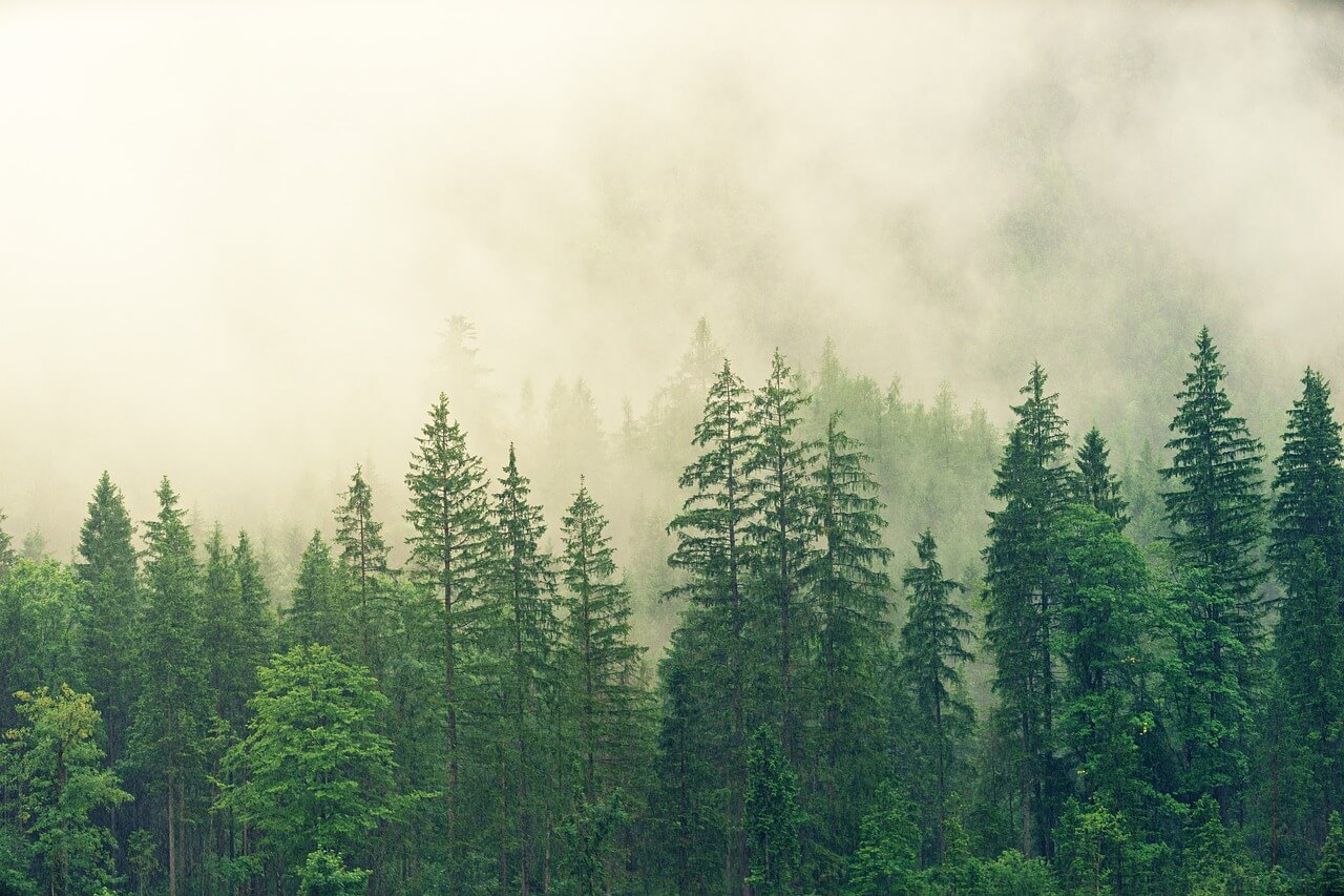 forest-3622519_1280(1)